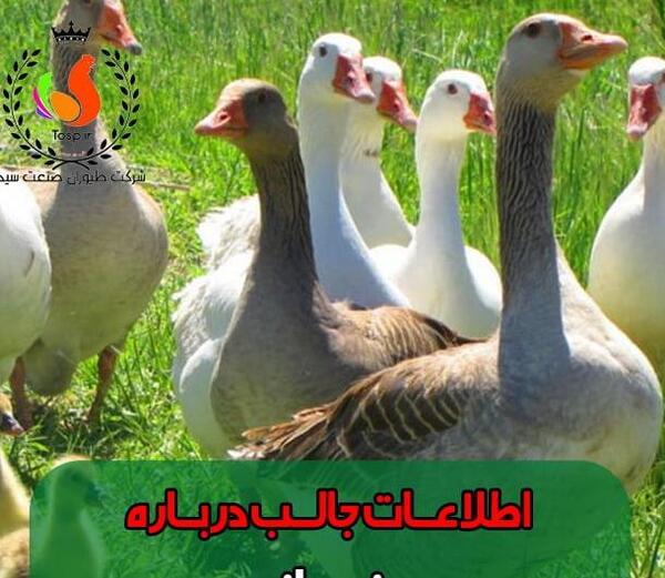 عکس حاج قاسم فیلم