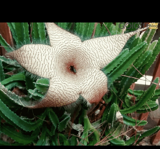 عکس کاکتوس قورباغه ای