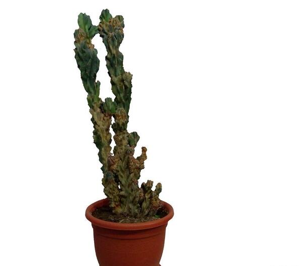 عکس کاکتوس قورباغه ای
