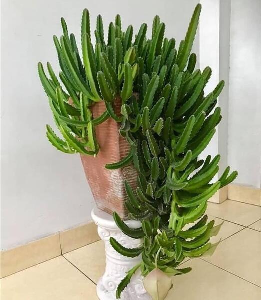 عکس کاکتوس قورباغه ای