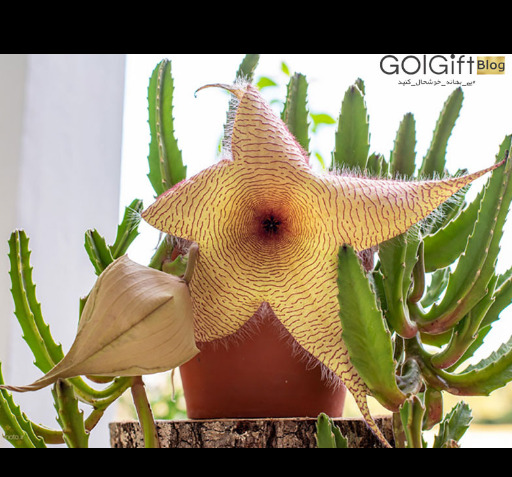 عکس کاکتوس قورباغه ای