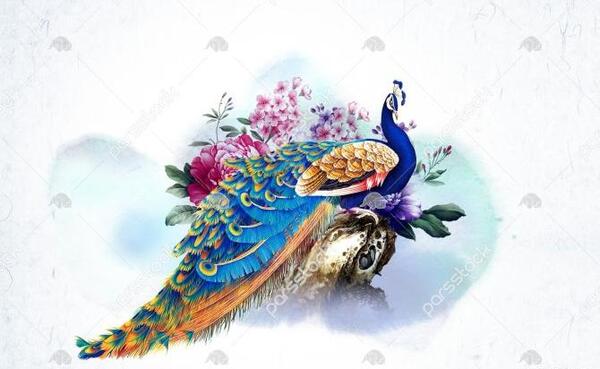 عکس کارتونی طاووس