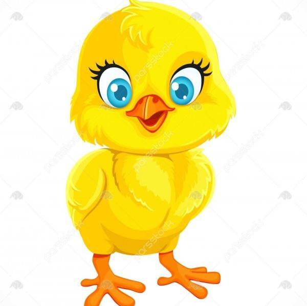عکس جوجه فانتزی