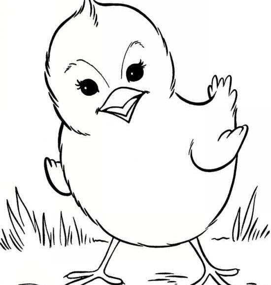 عکس جوجه فانتزی