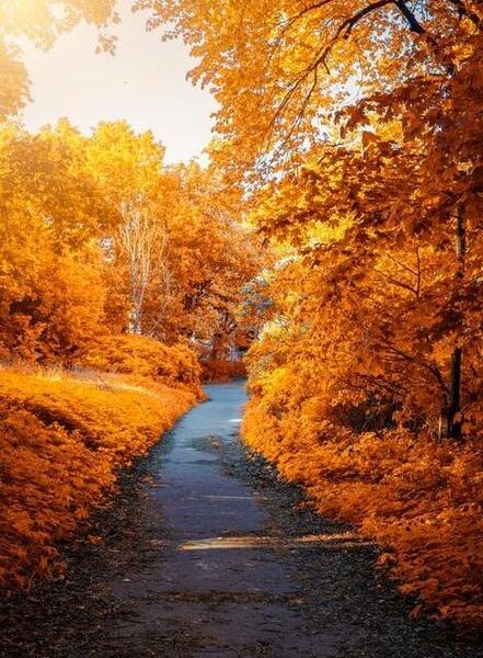 عکس زمینه جنگل