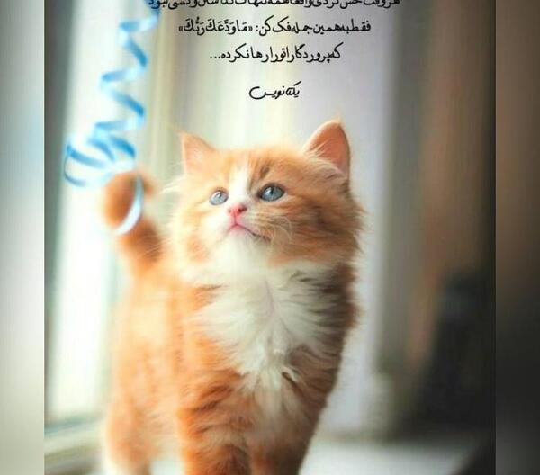 عکس پروفایل واتساپ نوشته دار