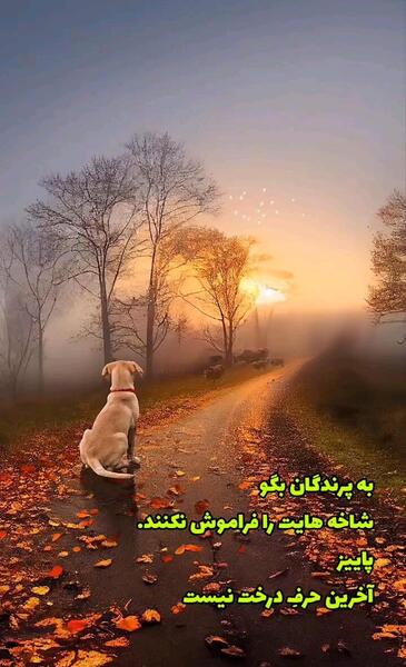 عکس حرم امام حسین گیف