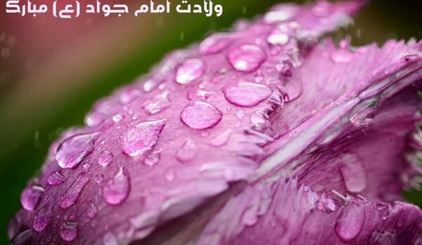 عکس حرم امام حسین گیف