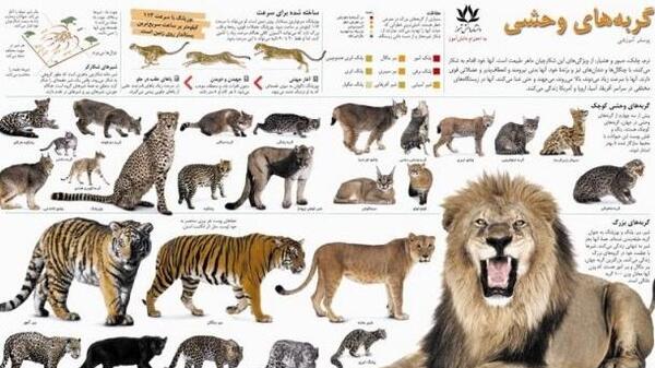 عکس ببر پلنگ
