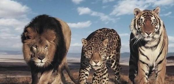 عکس ببر پلنگ