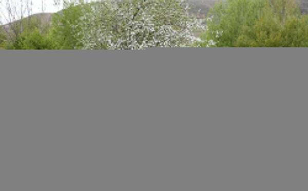 عکس زیبای شایان