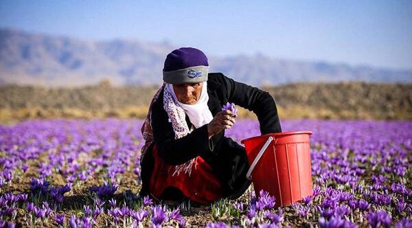 بهترین عکس های زعفران
