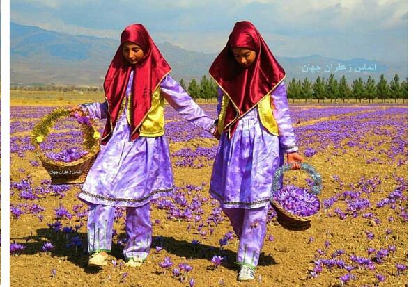 بهترین عکس های زعفران
