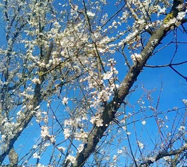 عکس شکوفه درخت گوجه سبز