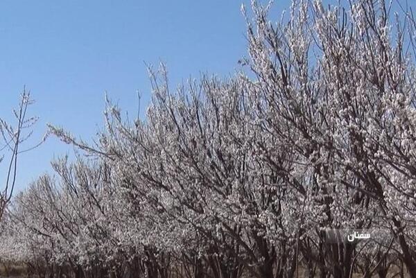 عکس شکوفه درخت گوجه سبز