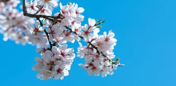 عکس شکوفه درخت گوجه سبز