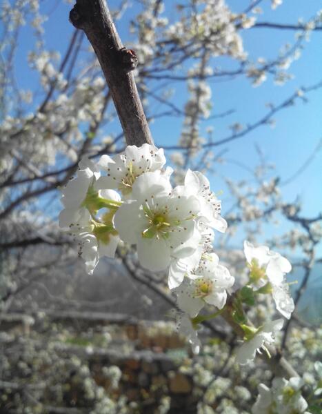 عکس شکوفه درخت گوجه سبز