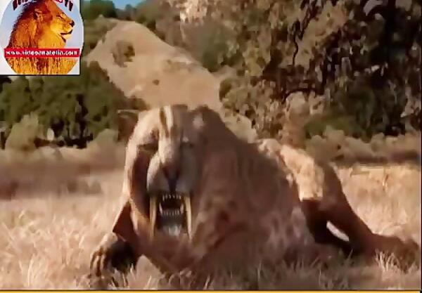 عکس ببر چاقو دندان