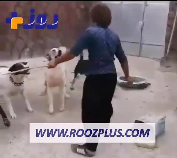 عکس ببر چاقو دندان