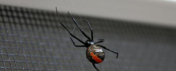 عکس عنکبوت مشکی