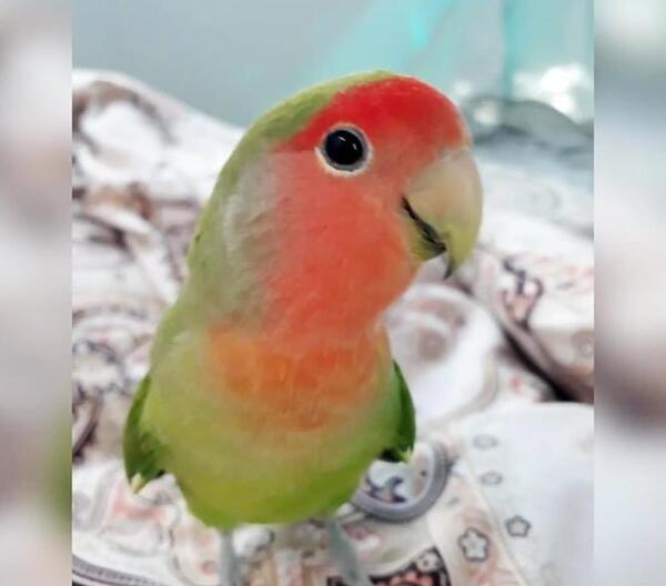 عکس طوطی صورت هلویی
