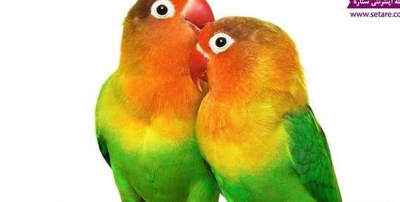عکس طوطی صورت هلویی