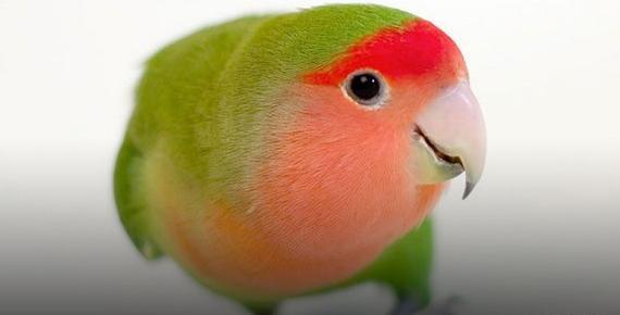 عکس طوطی صورت هلویی
