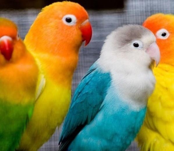 عکس طوطی صورت هلویی