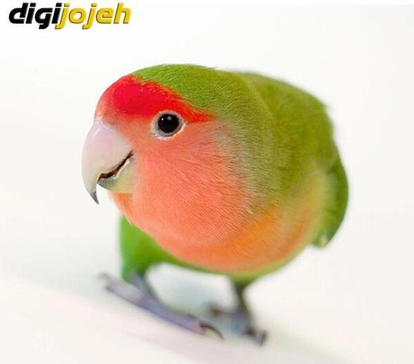 عکس طوطی صورت هلویی
