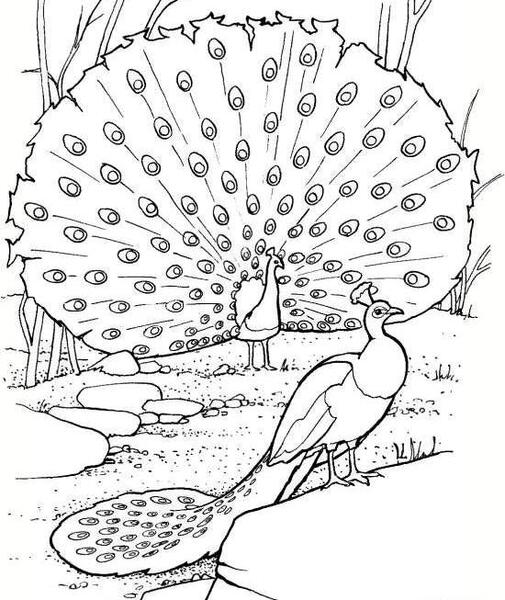 عکس نقاشی کودکانه طاووس