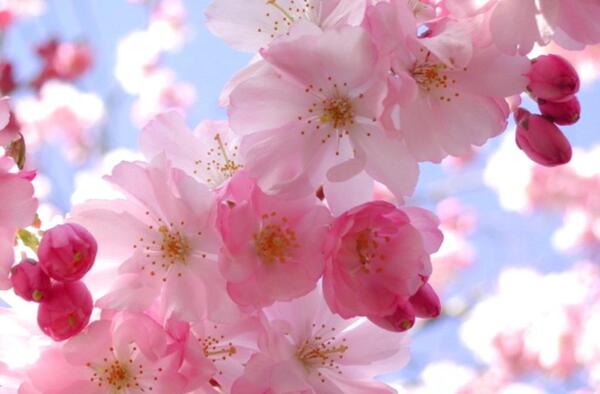 عکس طبیعت بهاری چین
