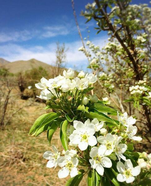 عکس طبیعت بهاری چین
