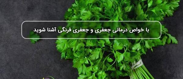 عکس گیاه جعفری
