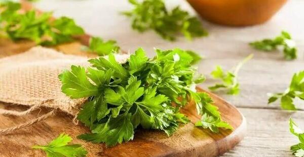 عکس گیاه جعفری