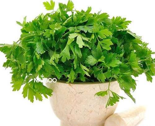 عکس گیاه جعفری