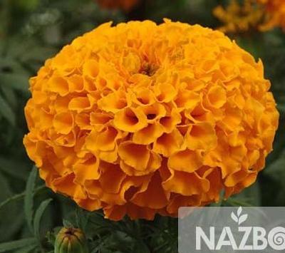 عکس گیاه جعفری