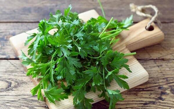 عکس گیاه جعفری