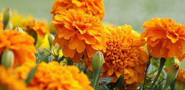 عکس گیاه جعفری
