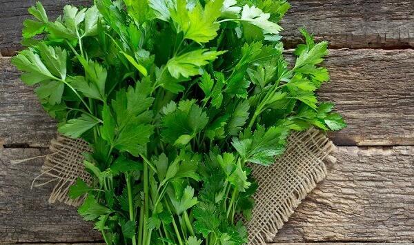 عکس گیاه جعفری