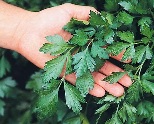 عکس گیاه جعفری