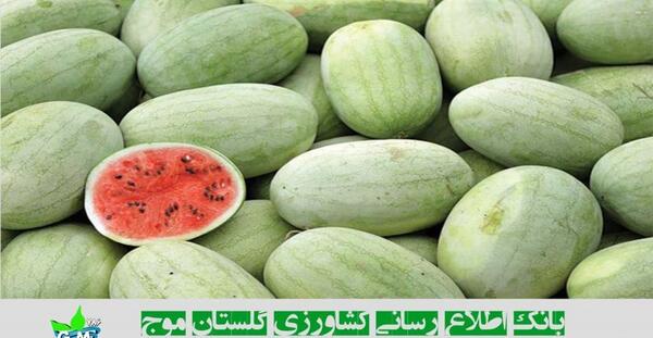 عکس هندوانه سیاه ژاپنی