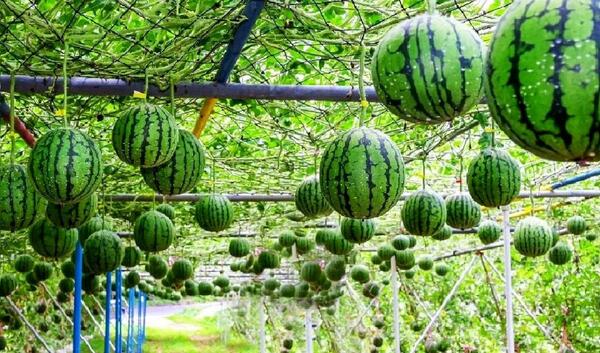 عکس هندوانه سیاه ژاپنی