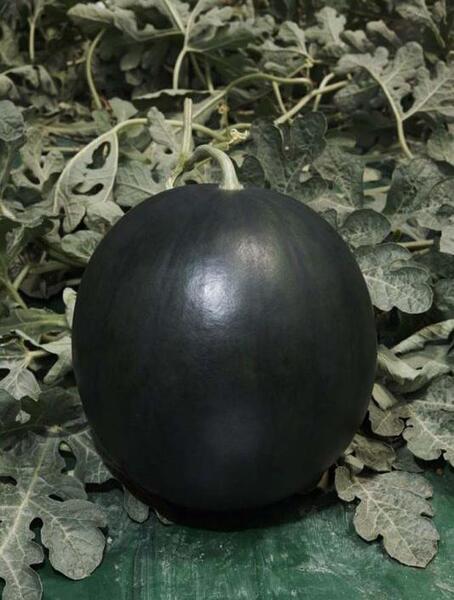 عکس هندوانه سیاه ژاپنی