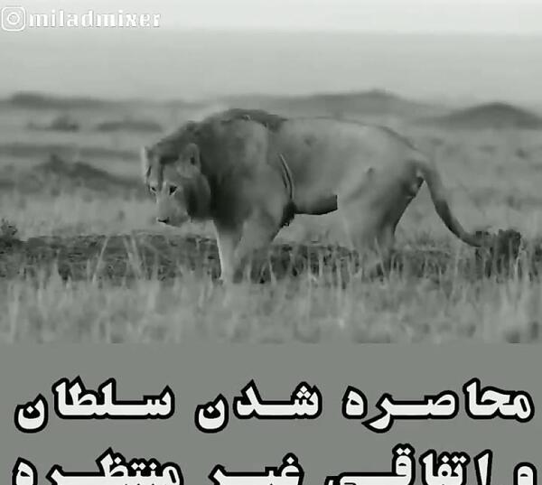 عکس سگ پشمالوی بامزه