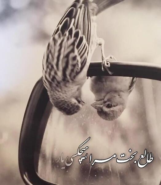 عکس نوشته خدایا کفر نمیگویم