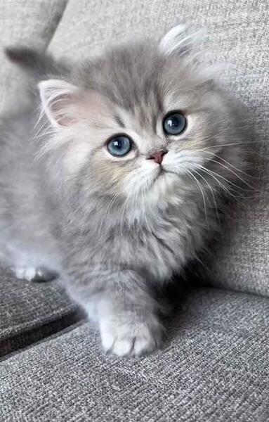 عکس کیوت و فانتزی گربه