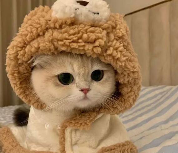 عکس کیوت و فانتزی گربه