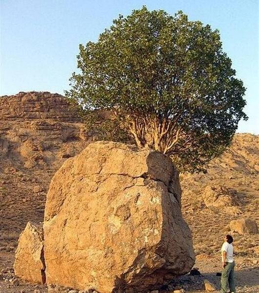 عکس سنگ صبور