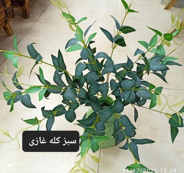 عکس سبز کله غازی