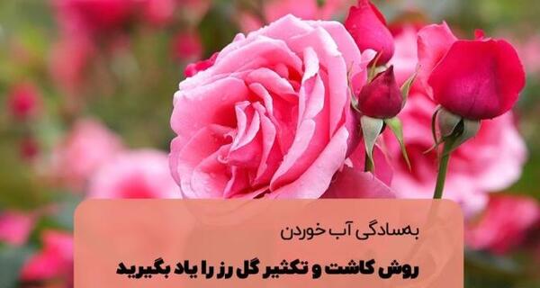 عکس روز گل و گیاه